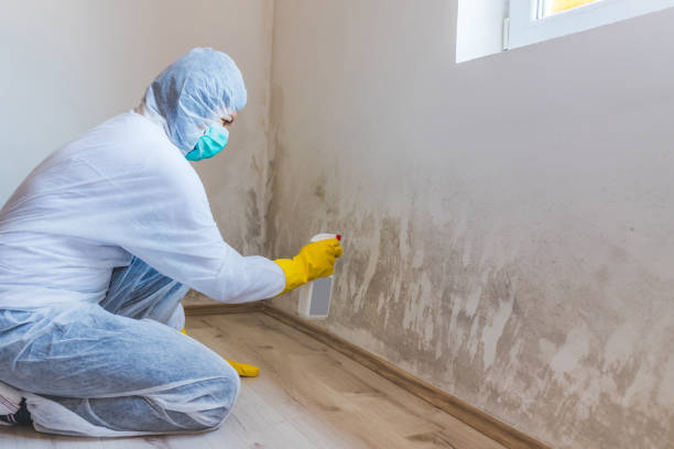 Licensed Basement Mold Remediation service in Union City, NJ - Car Mold Remediation