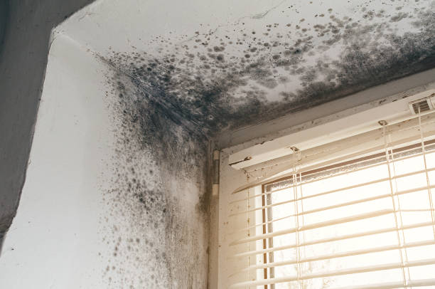 Affordable Basement Mold Remediation solutions in Union City, NJ