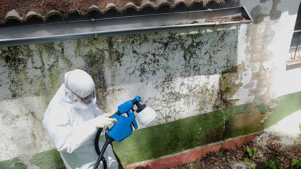 Top rated local Basement Mold Remediation specialists in Union City, NJ